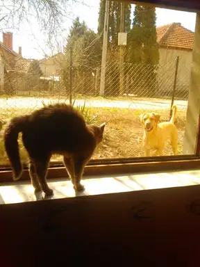 Pomozite Đoletu da se vrati kući!