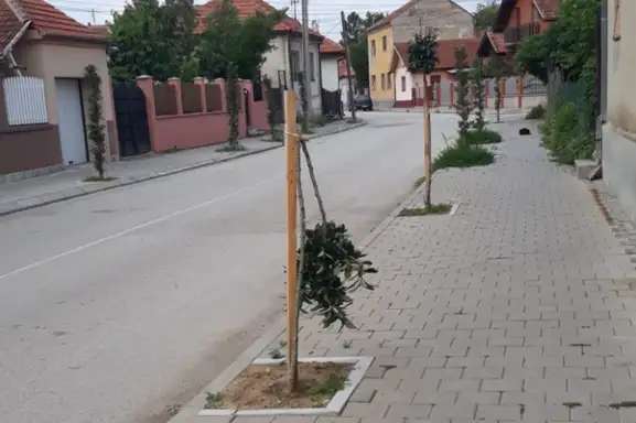 Vandalizam: Opet slomljeno drvo u Zaječaru
