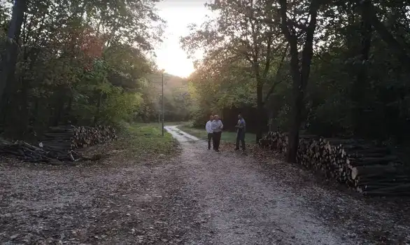 Dok iz opozicije u Zaječaru kažu da vlast seče zdravo drveće na Kraljevici, iz nadležnog preduzeća tvrde da je reč o sanitarno-uzgojnoj seči