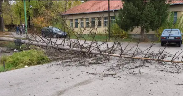 Srušilo se drvo u Zdravstenom centru: Povređenih nema!