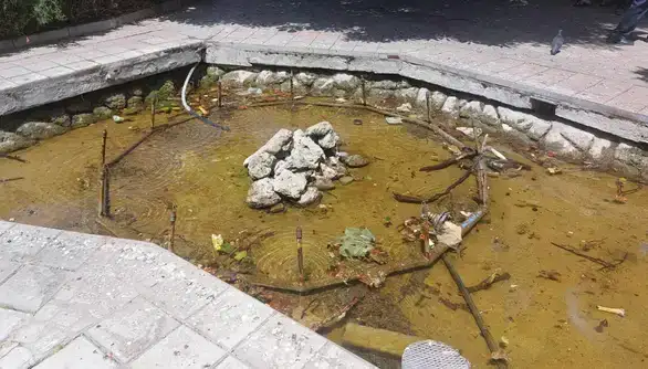 Mrtve ptice plivaju u fontani u Zaječaru