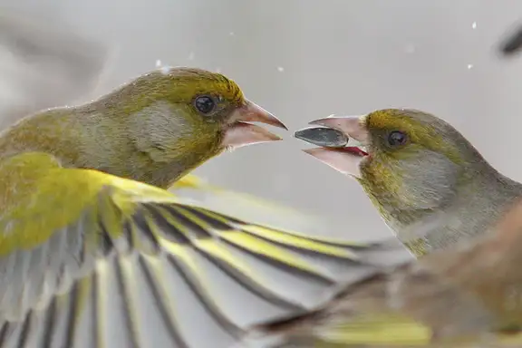 Sačuvati zdrav razum u Srbiji: kako ptice mogu pomoći u tome?