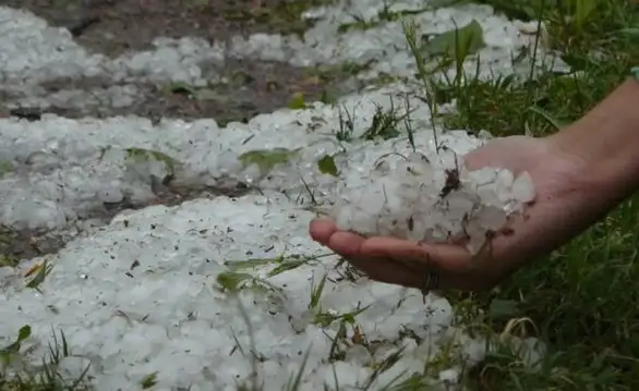 Zaječarski strelci uspešno dejstvovali: polja spašena od grada!