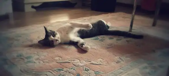 Nestao mačak: Pomozite da se Hektor vrati kući!