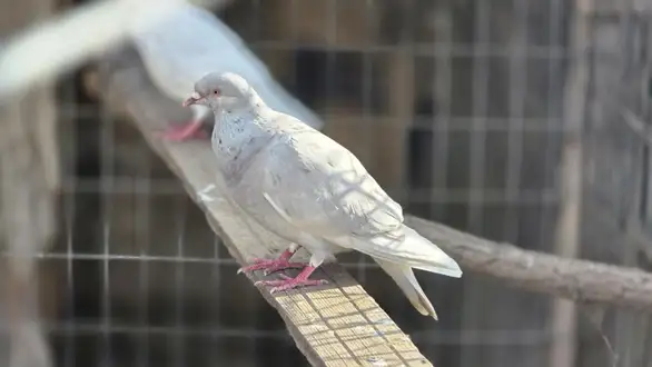 Međunarodna izložba golubova, sitnih životinja i ukrasne živine u Velikom Izvoru