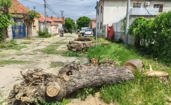 Posečeno drveće u Istraskoj ulici
