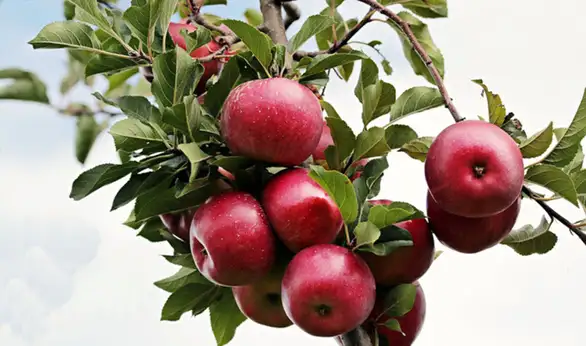 U ponedeljak potpisivanje ugovora o dodeli subvencija u voćarstvu