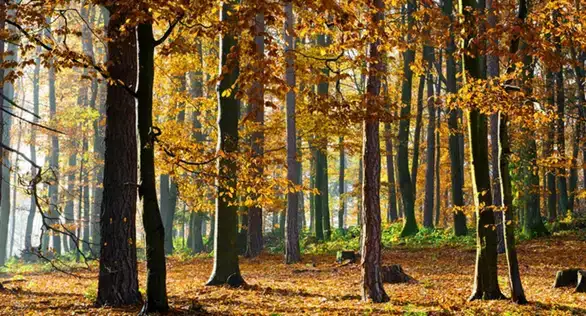 U Zaječaru danas sunčano, temperatura slična jučerašnjoj