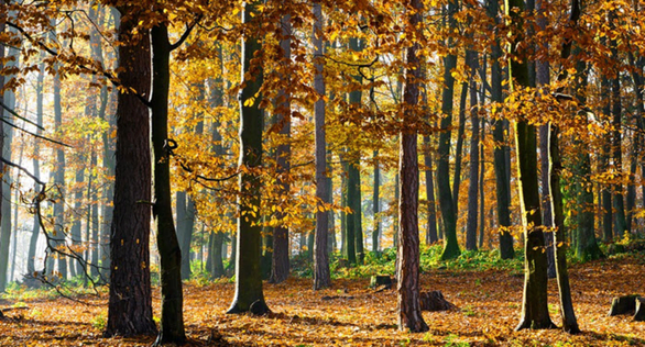 Prolećni oproštaj od oktobra, temperatura do 25 stepeni