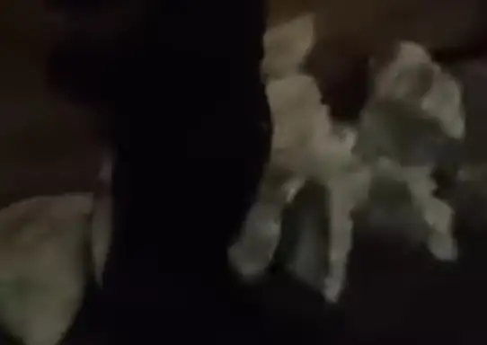 Džakovi puni kamenja po beogradskim ulicama: Policajac kaže – ima ih svuda po gradu