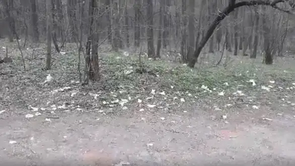 Pluća grada zatrpana smećem: Deponije niču širom Kraljevice (VIDEO)