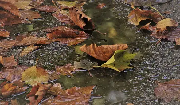 Danas u Srbiji oblačno i hladno, više padavina pre podne, na planinama sneg