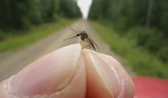 Zašto komarci neke ljude ujedaju, a neke ne, šta ih zapravo privlači?