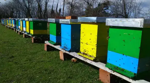 Masovna uginuća pčela u Srbiji: Pčelari se žale da su im košnice naglo ostale prazne