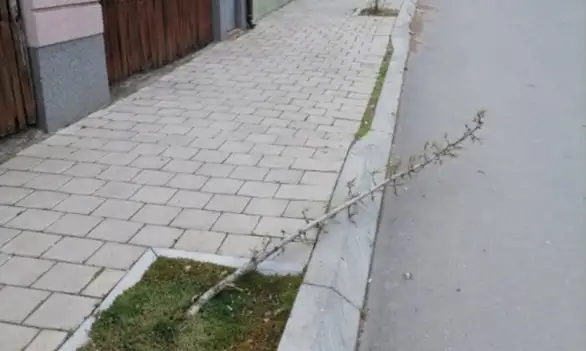 Vandalizam: Opet slomljeno drvo u Zaječaru