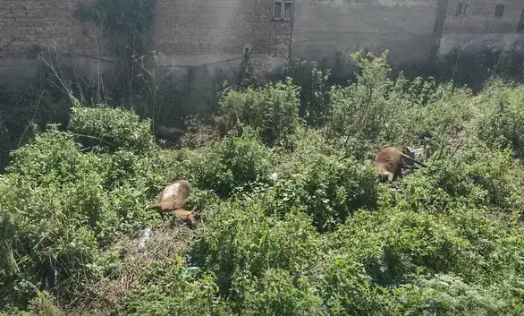 Pokidala se žica u Velikom Izvoru: Čovek doživeo strujni udar, koze nastradale