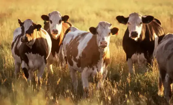 Vlada povećava najvišu maloprodajnu cenu mleka - maksimalno 129 dinara za litar