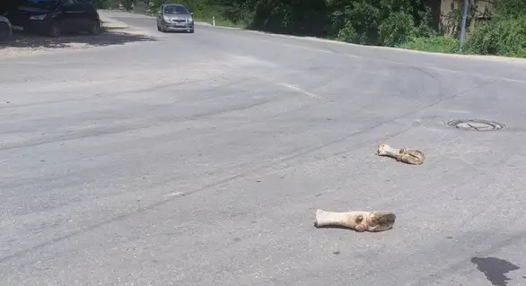 Bizarna situacija u Zaječaru: Razbacane odsečene kravlje noge na raskrsnici