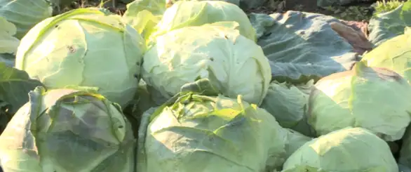 Kupus gaje zbog tradicije: Dobru sortu čuvaju generacijama