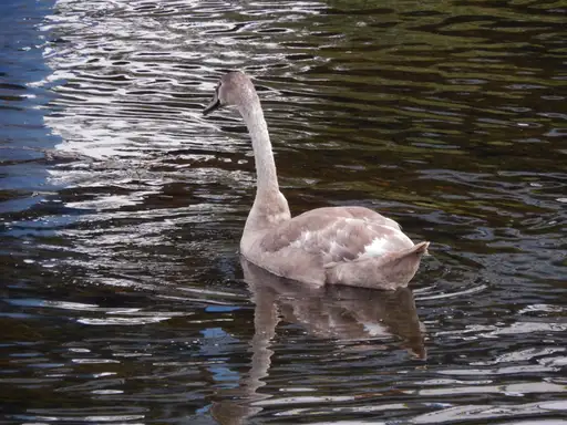 Foto vest: Neobični gost na Popovoj plaži