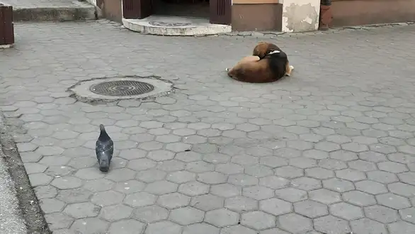 U Srbiji sedam odsto apsolutno siromašnih, trećina građana u riziku