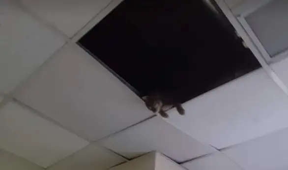 Da li je ZC Zaječar nabavio novu opremu za video nadzor?