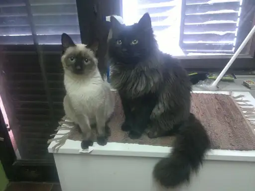 Pomozite im da ga pronađu: Nestao sijamski mačak!