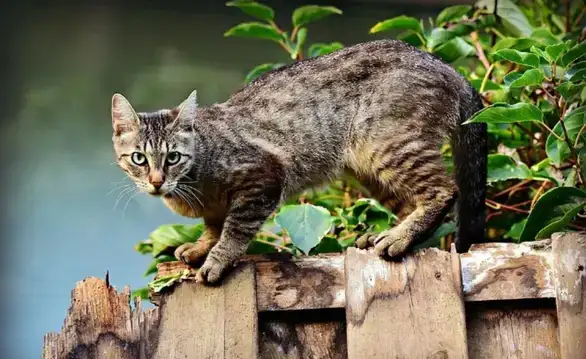 Danas je Međunarodni dan mačaka: One su posebne i zato ih volimo