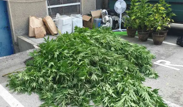 Beograđani uhapšeni u Zaječaru: Policija pronašla improvizovanu labaratoriju za uzgoj marihuane i zasad indijske konoplje