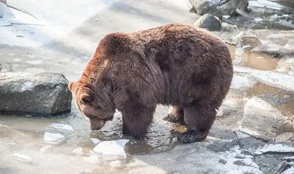 Medvedi izašli iz pećine i nisu videli senku, stiže lepo vreme