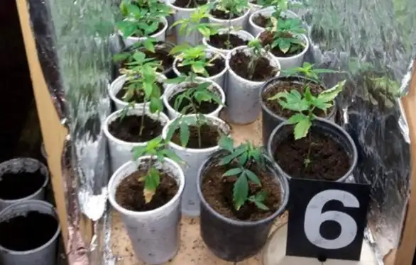Sokobanja: Policija pronašla improvizovanu laboratoriju za uzgoj kanabisa u veštačkim uslovima, 84 posude sa biljkama kanabisa...