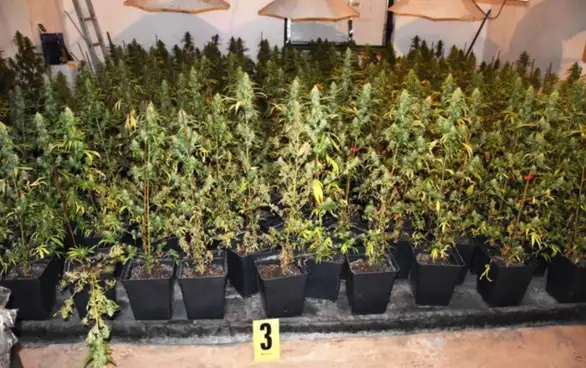 Pronađena ilegalna laboratorija za uzgoj marihuane: uhapšen osumnjičeni Ž. I. iz Zaječara
