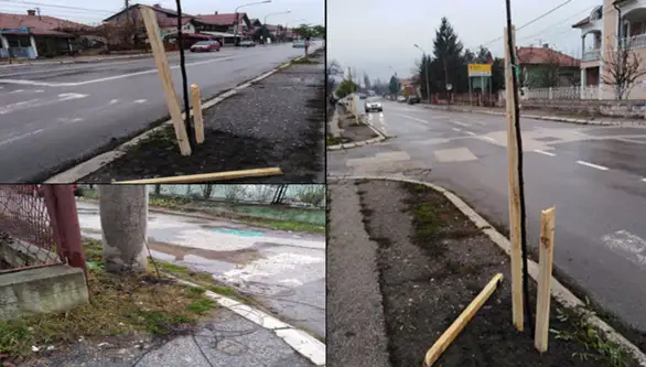 Vandalizam u ulici Nikole Pašića: Slomljeno drveće i pokidani kablovi
