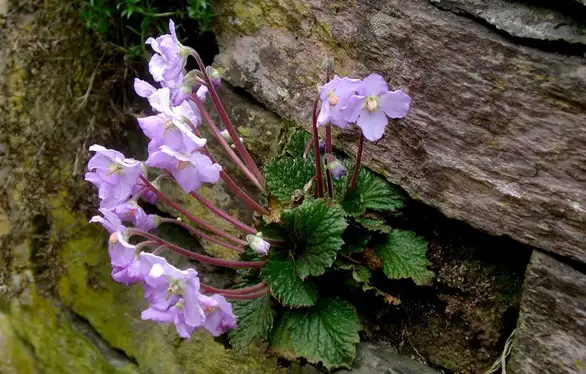 Šta simbolizuje cvet Natalijina ramonda?