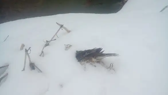 2013. se ponavlja: Pomor ptica je u toku!