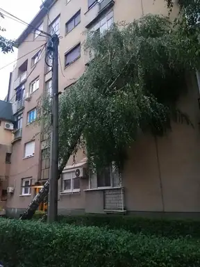 Snažan vetar oborio drvo: Srećom bez štete i povređenih