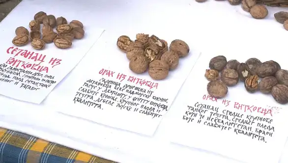 “Timočki dani oraha” za vikend u Vitkovcu