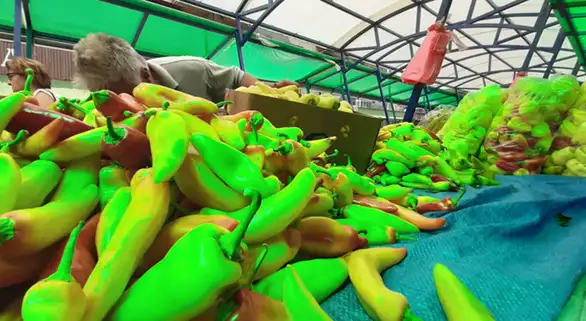 Da li je pijaca u Zaječaru spremna sa namirnicama za zimnicu?