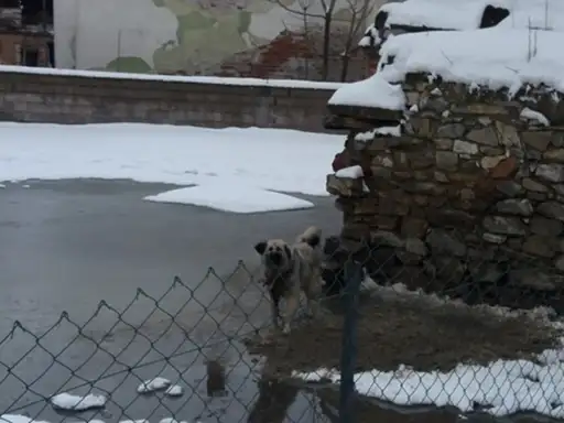 Pasji život: Metar lanca, golo nebo, more vode