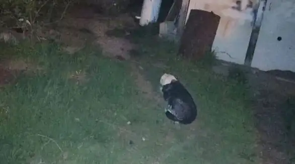 Pas u Zaječaru čeka preminulog vlasnika ispred vrata