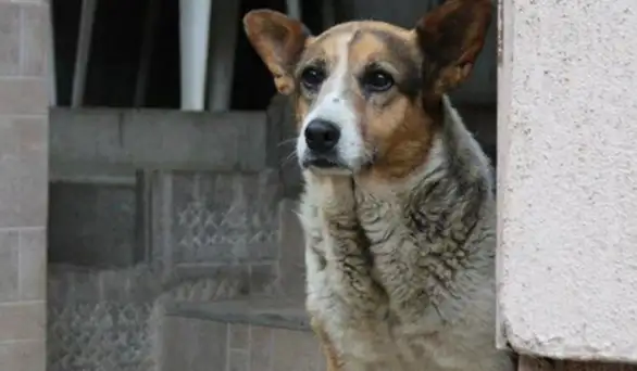 Ovo je ljubav, ovo je žrtva: Ovaj pas iz Zaječara je devet godina bio na ulici, umro je okružen ljubavlju
