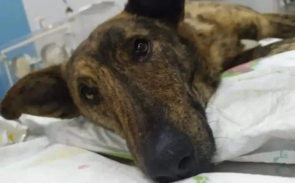 Pas koji je upucan u Zaječaru - izgubio životnu bitku