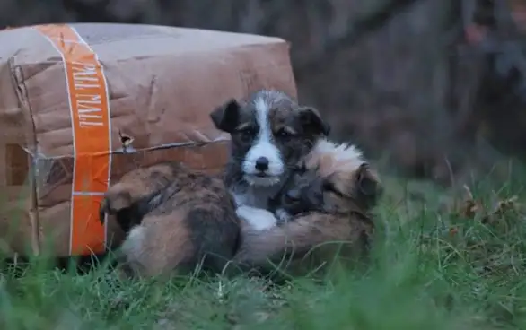 Oni su sami na hladnoći i mole da ih neko uzme - pomozite dok ne bude kasno!
