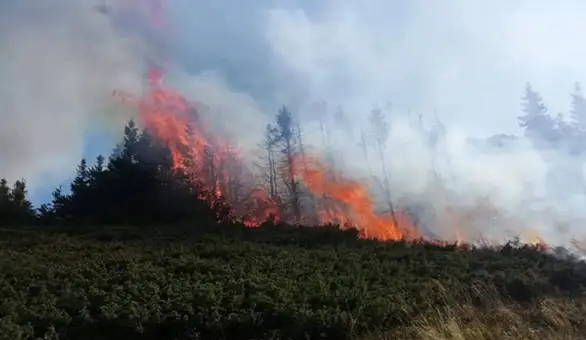 Više od 200 lјudi angažovano na gašenju požara na Staroj planini: Ima i dobrovoljaca