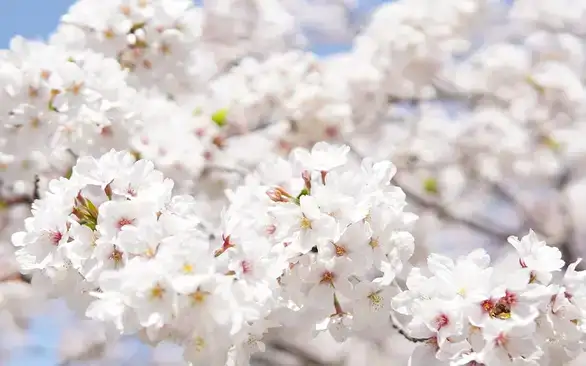 U Srbiji danas sunčano i toplo