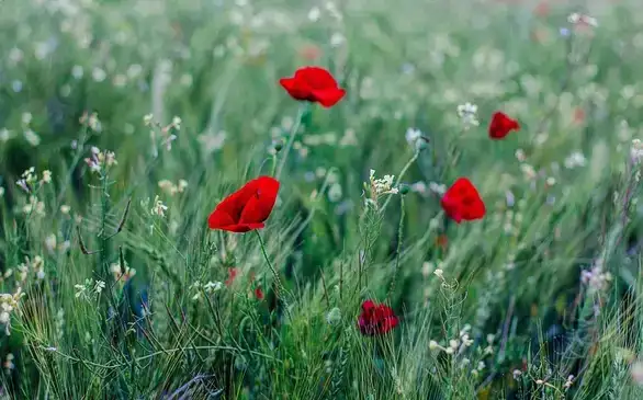 Danas sunčano vreme, temperatura do 16 stepeni
