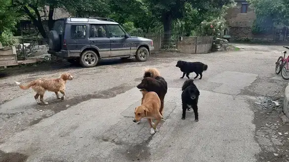 Prikupljanjе srеdstava za napuštеnе životinjе i podеla promotivnog matеrijala