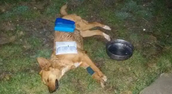 Otrovan pas u Zaječaru: Brzom akcijom veterinara i ljudi koji su ga pronašli, život mu je spasen