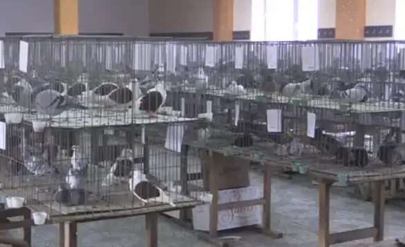 Izložba sitnih životinja u Grljanu 1. februara