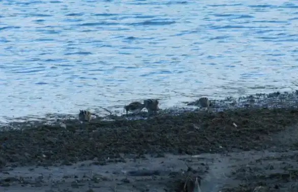 Čišćenje Grliškog jezera u subotu 4. juna